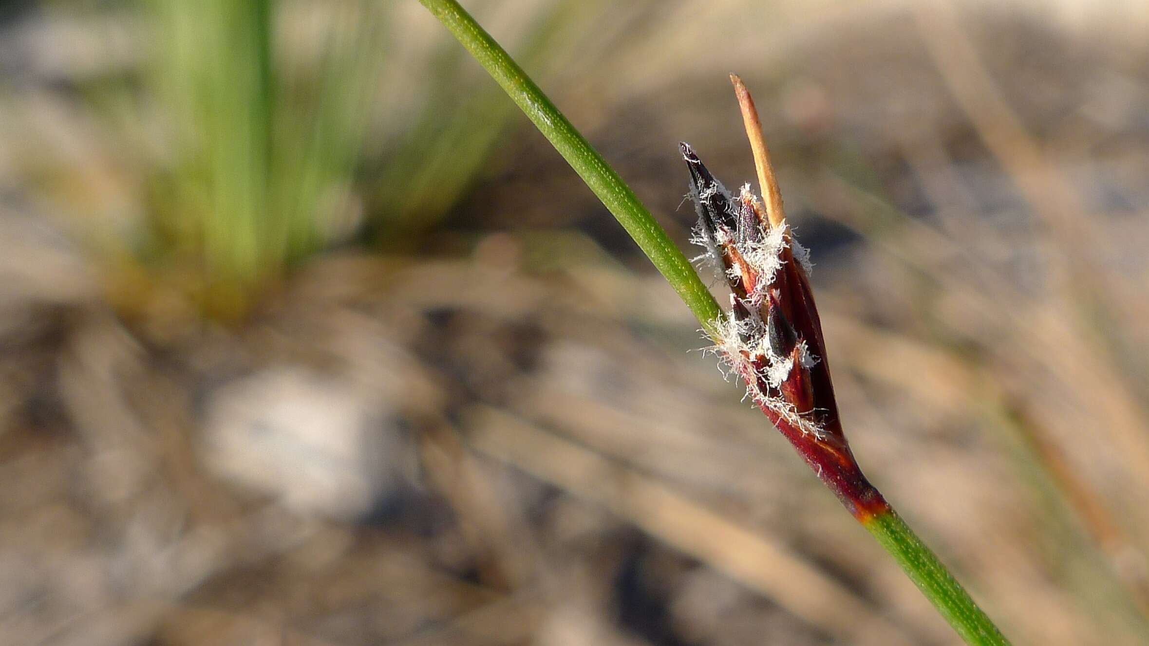 Слика од Centrolepis fascicularis Labill.