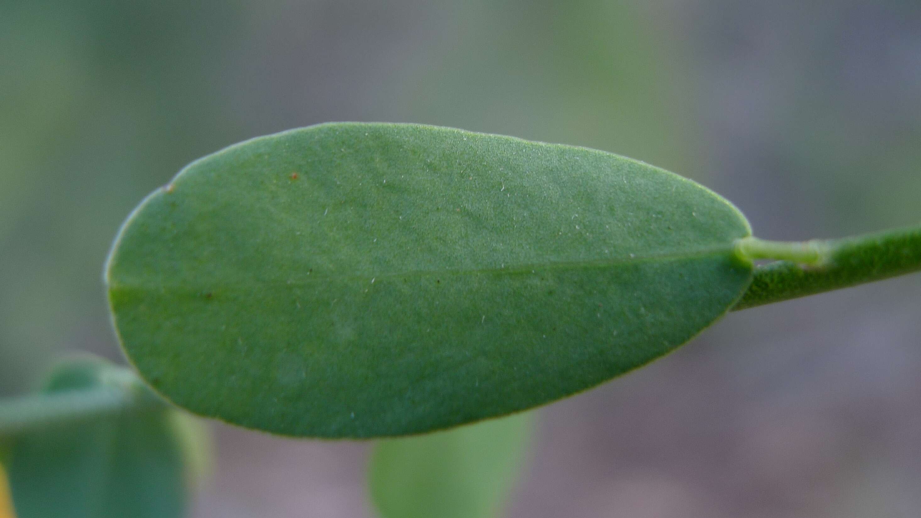 Sivun Bossiaea heterophylla Vent. kuva