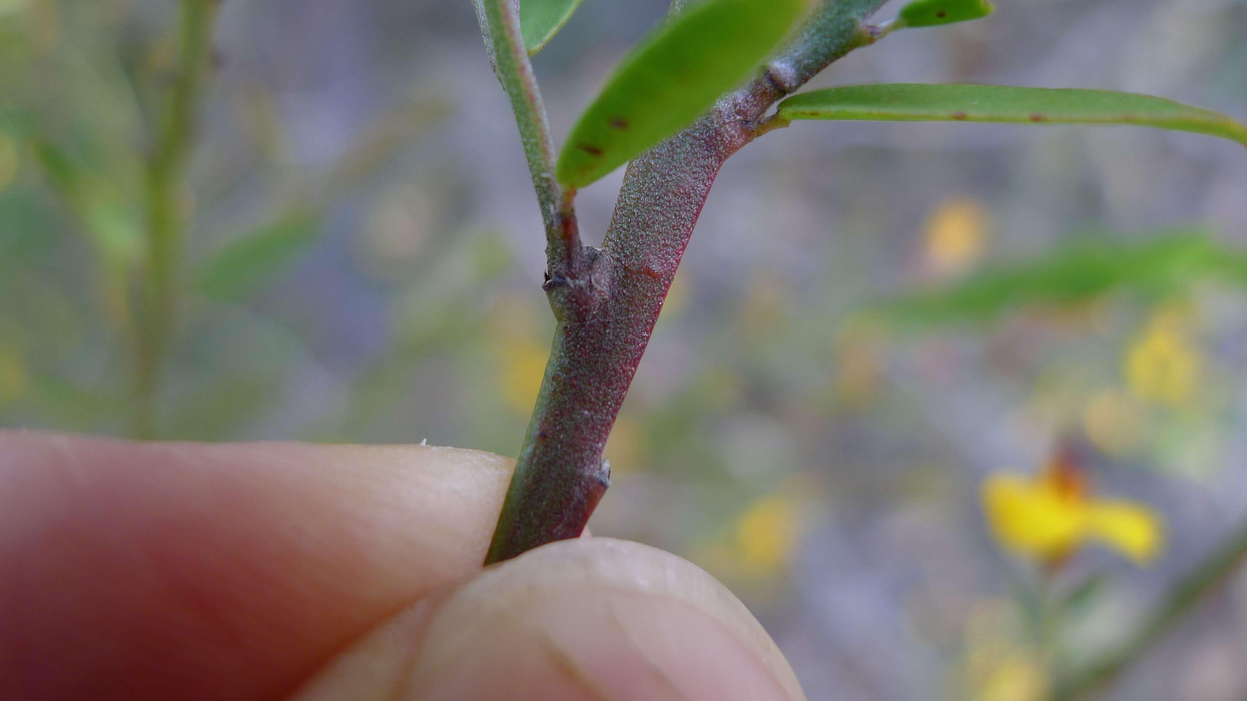 Sivun Bossiaea heterophylla Vent. kuva