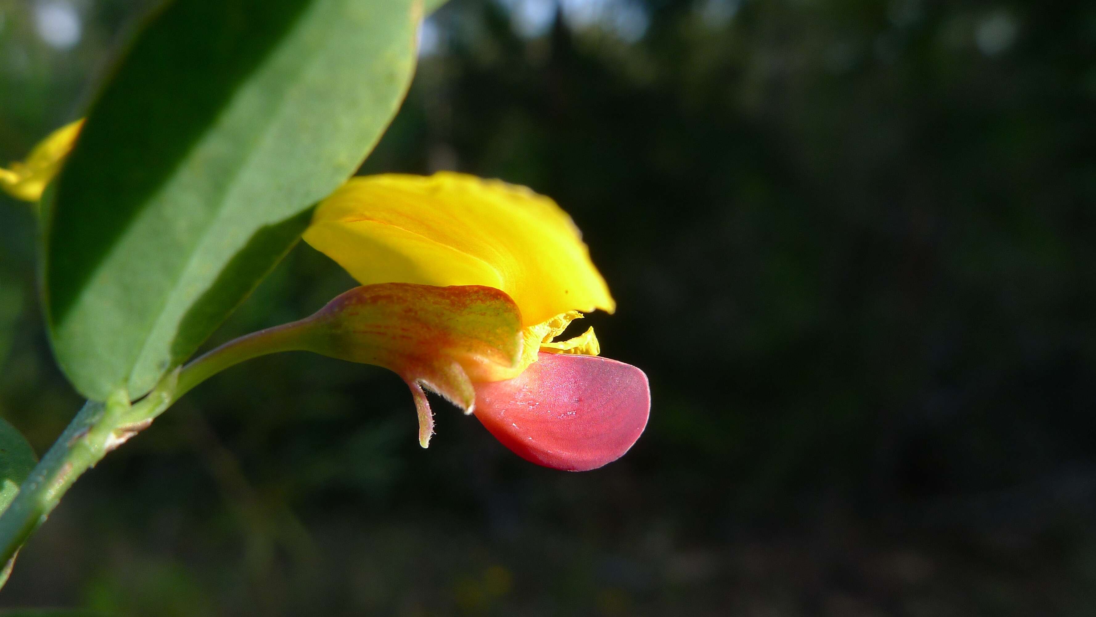 Sivun Bossiaea heterophylla Vent. kuva