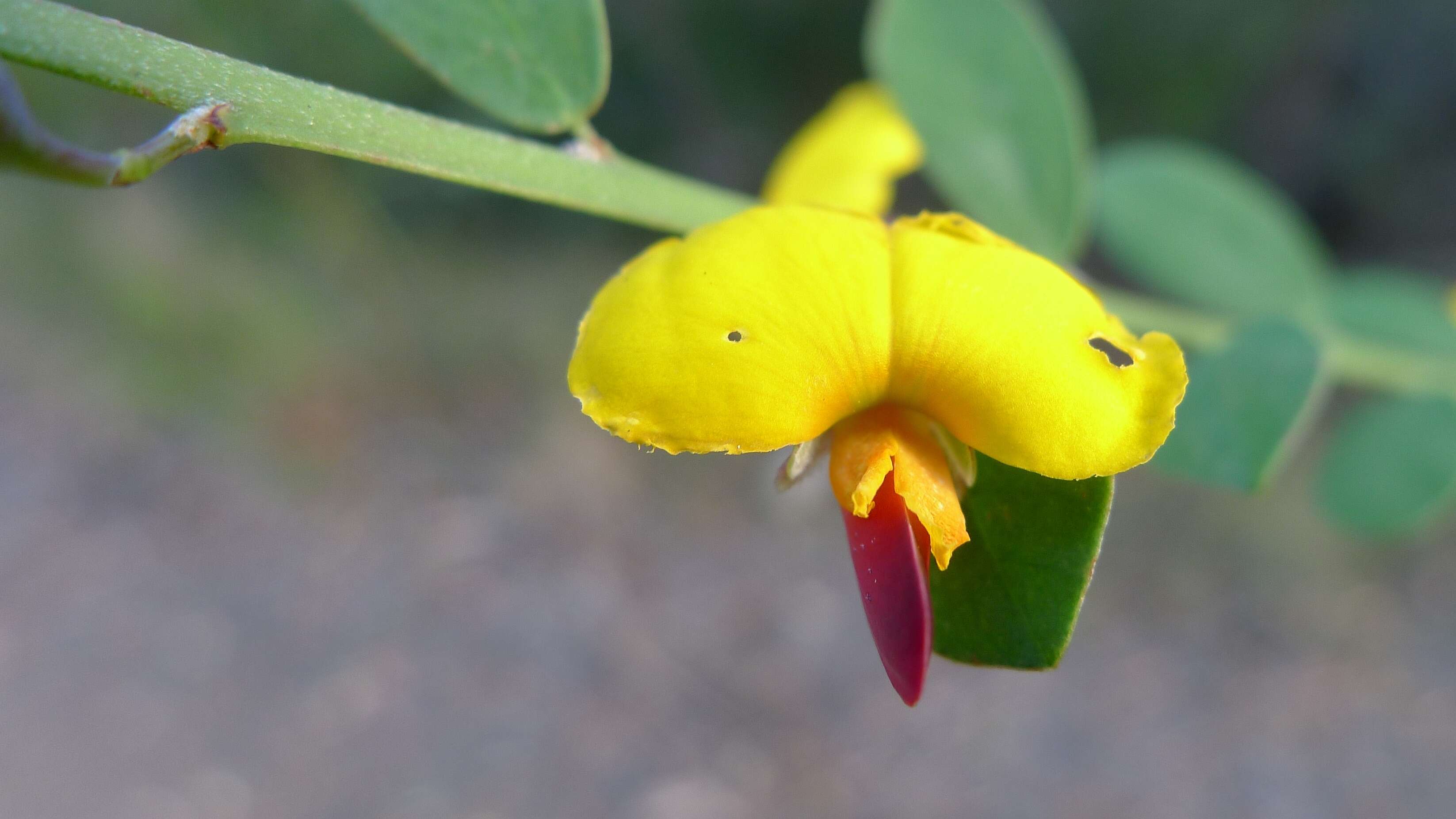 Sivun Bossiaea heterophylla Vent. kuva