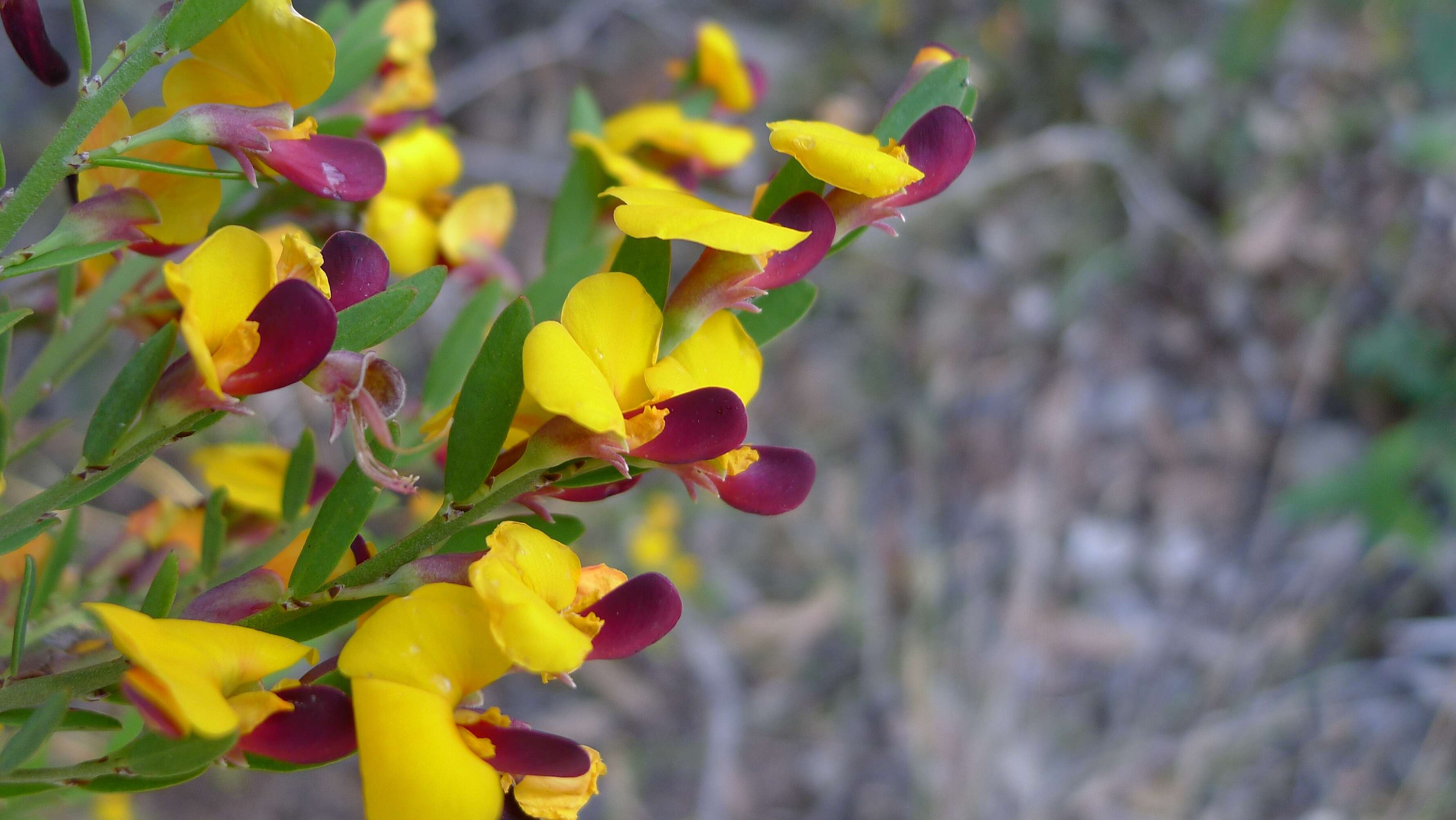 Sivun Bossiaea heterophylla Vent. kuva