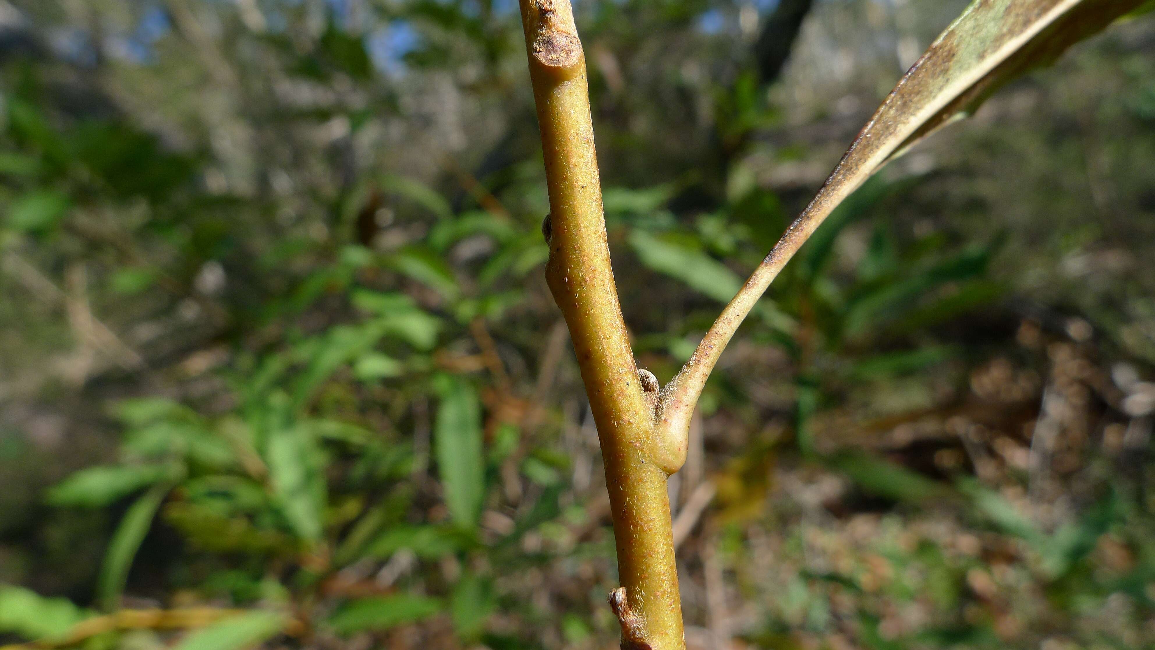 Image of Lomatia ilicifolia R. Br.