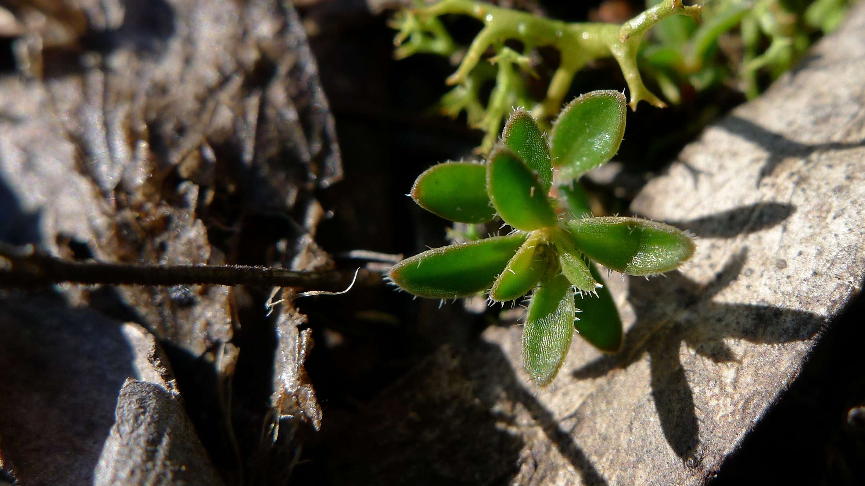 Plancia ëd Mitrasacme polymorpha R. Br.