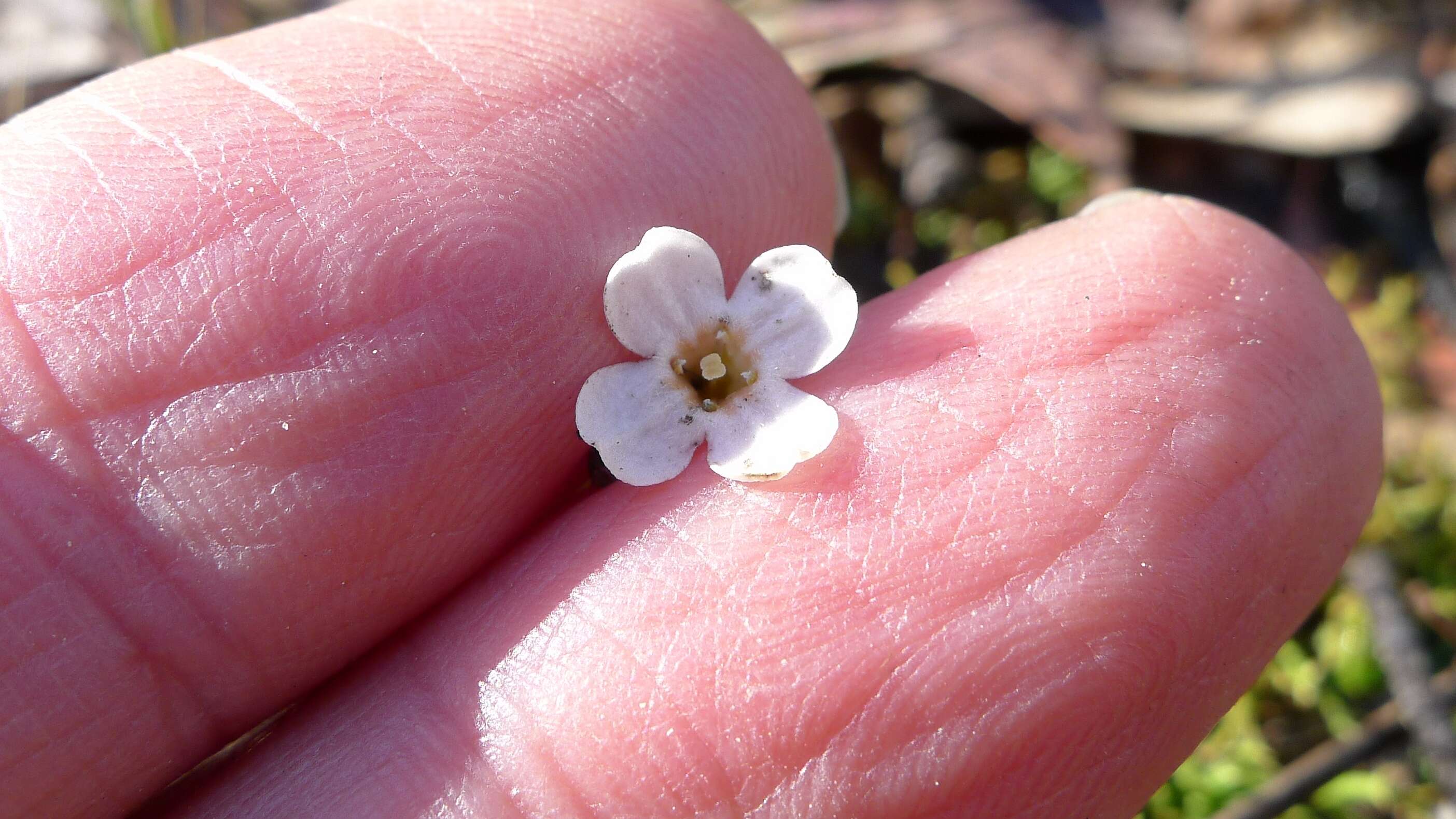 Plancia ëd Mitrasacme polymorpha R. Br.