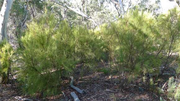 Imagem de Exocarpos cupressiformis Labill.