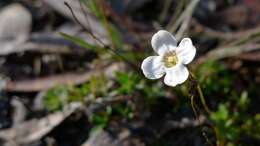 Plancia ëd Mitrasacme polymorpha R. Br.