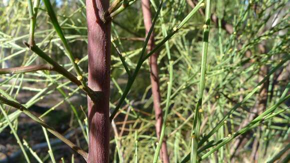 Image of Exocarpos cupressiformis Labill.