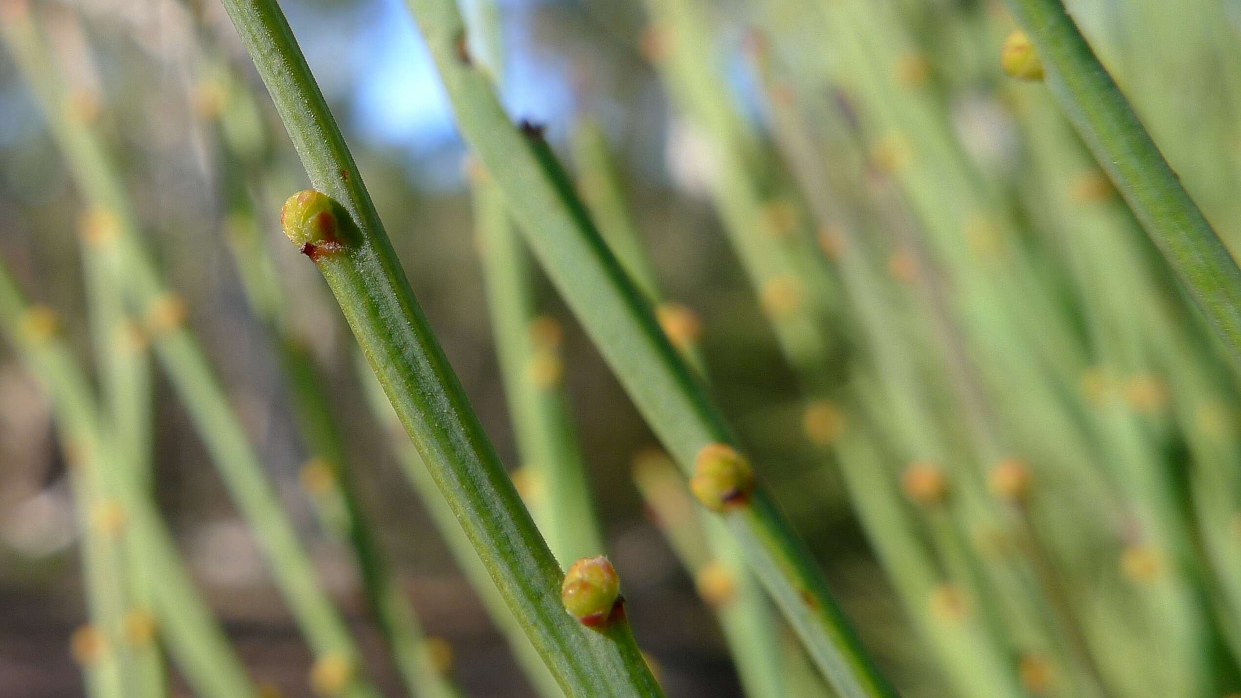 Image of Exocarpos cupressiformis Labill.