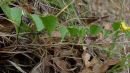 Image of Goodenia hederacea Sm.