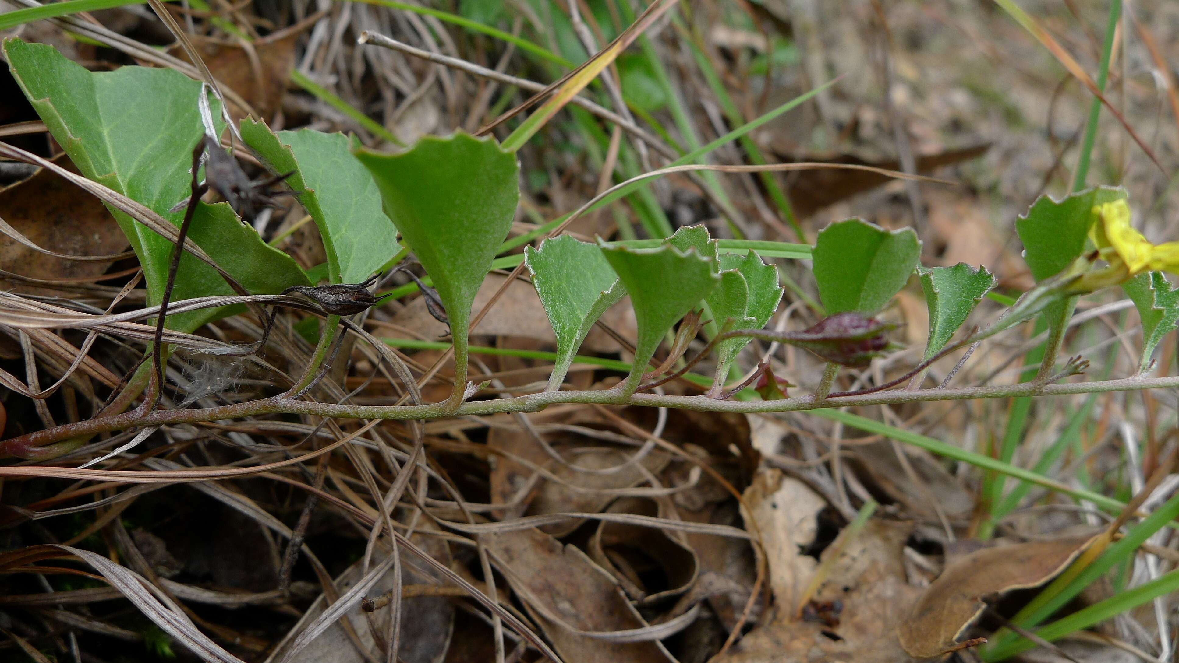 Image of Goodenia hederacea Sm.