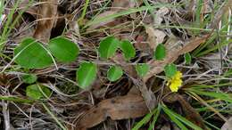 Image of Goodenia hederacea Sm.