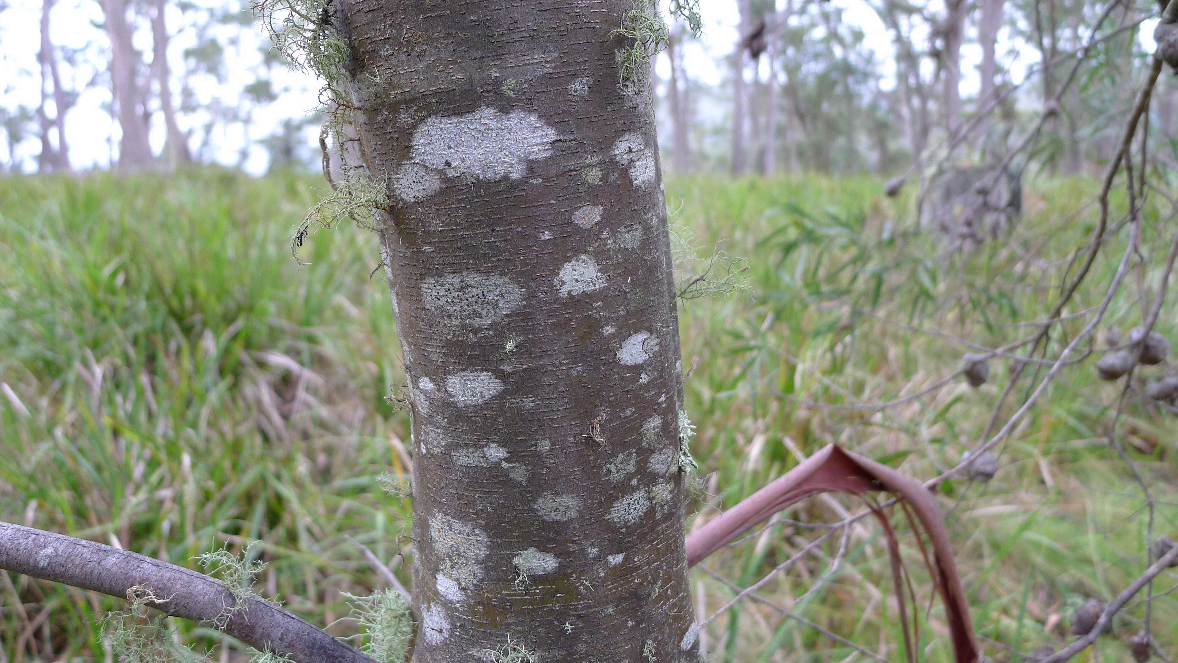 Image of Hakea eriantha R. Br.