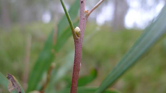 Image of Hakea eriantha R. Br.