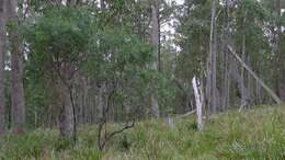 Image of Hakea eriantha R. Br.