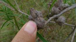 Image of Hakea eriantha R. Br.