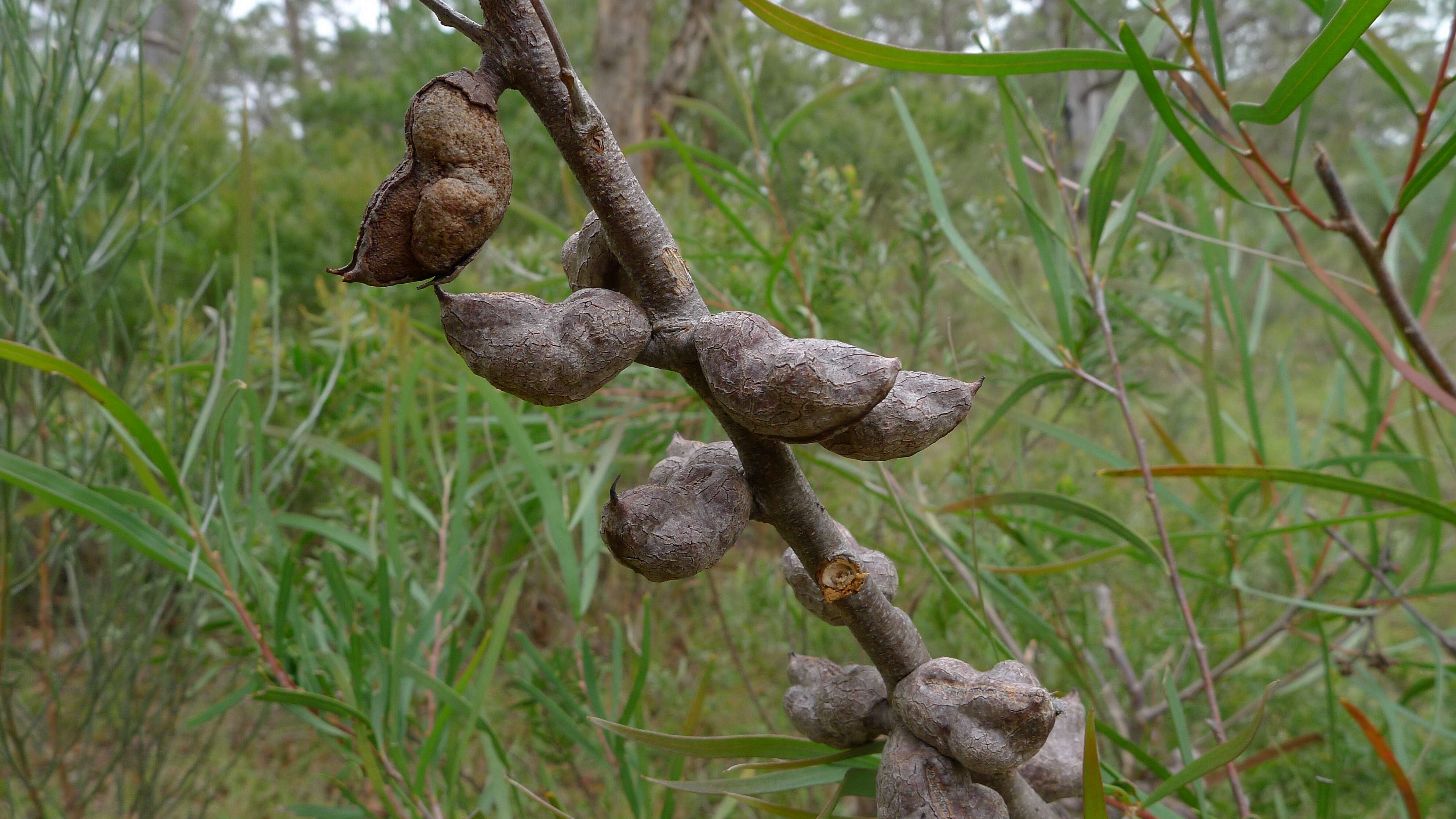 Image of Hakea eriantha R. Br.