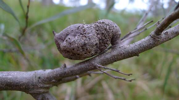 Image of Hakea eriantha R. Br.