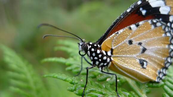 Image of Danaus petilia