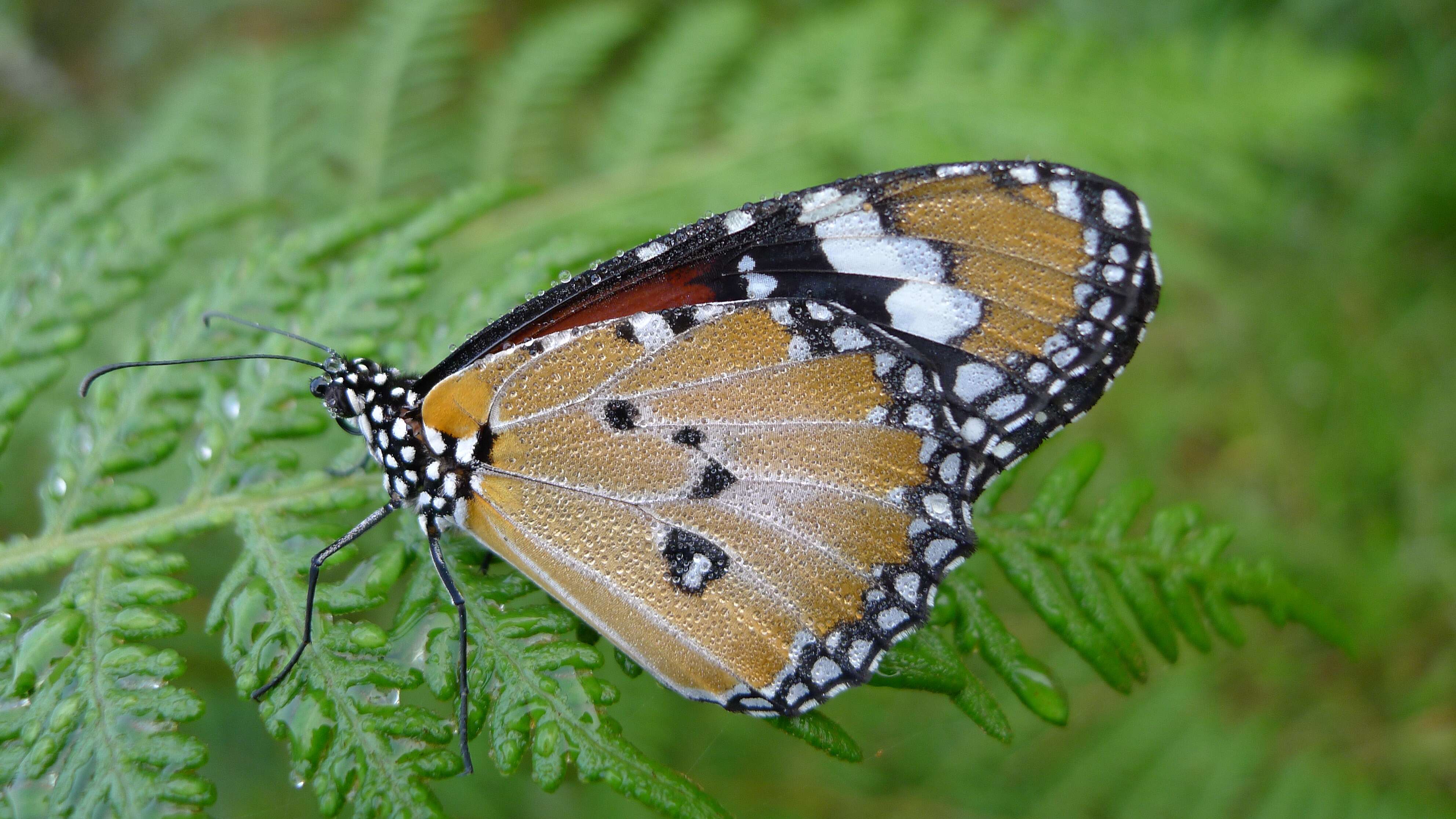 Image of Danaus petilia