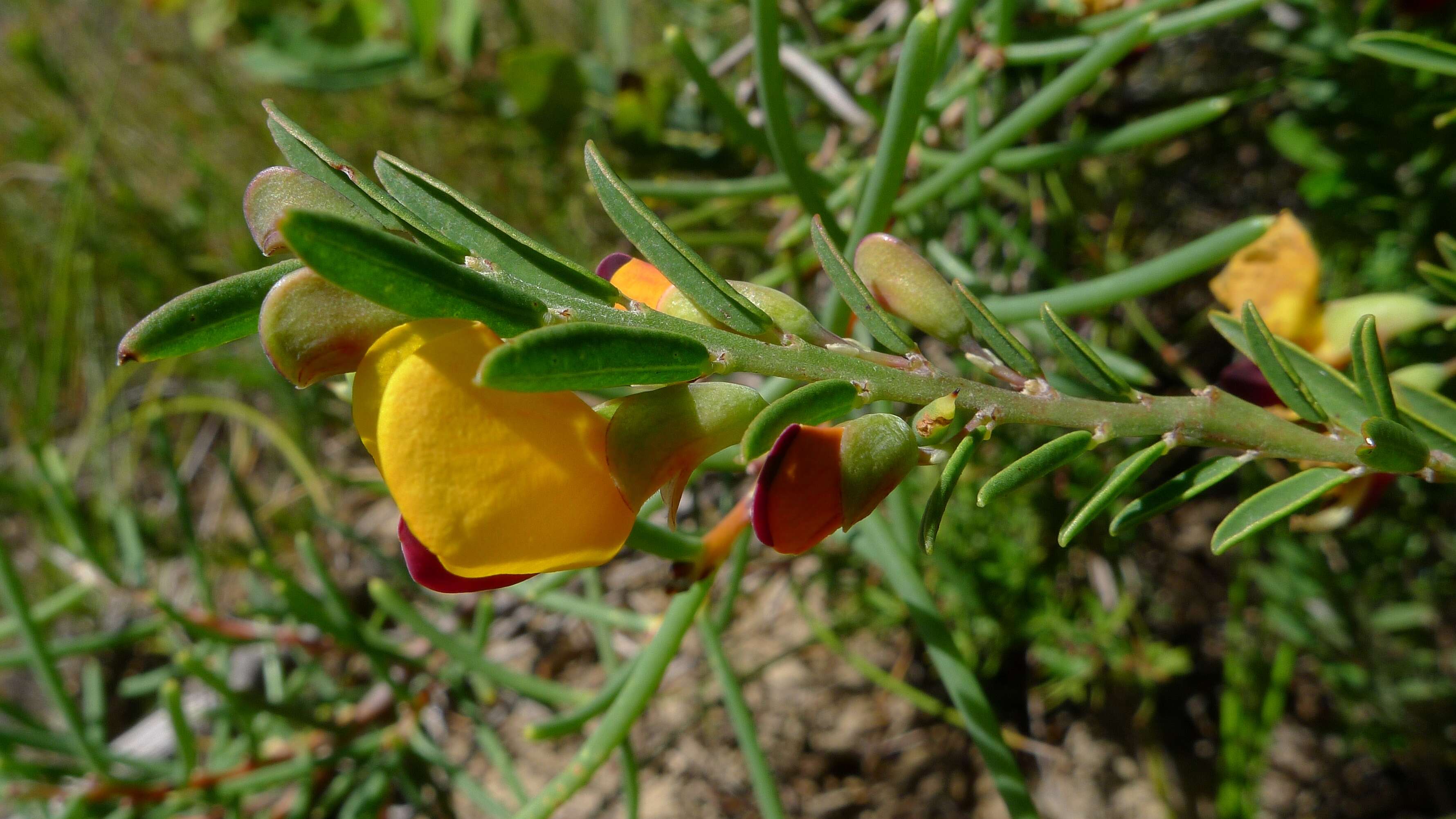 Sivun Bossiaea heterophylla Vent. kuva