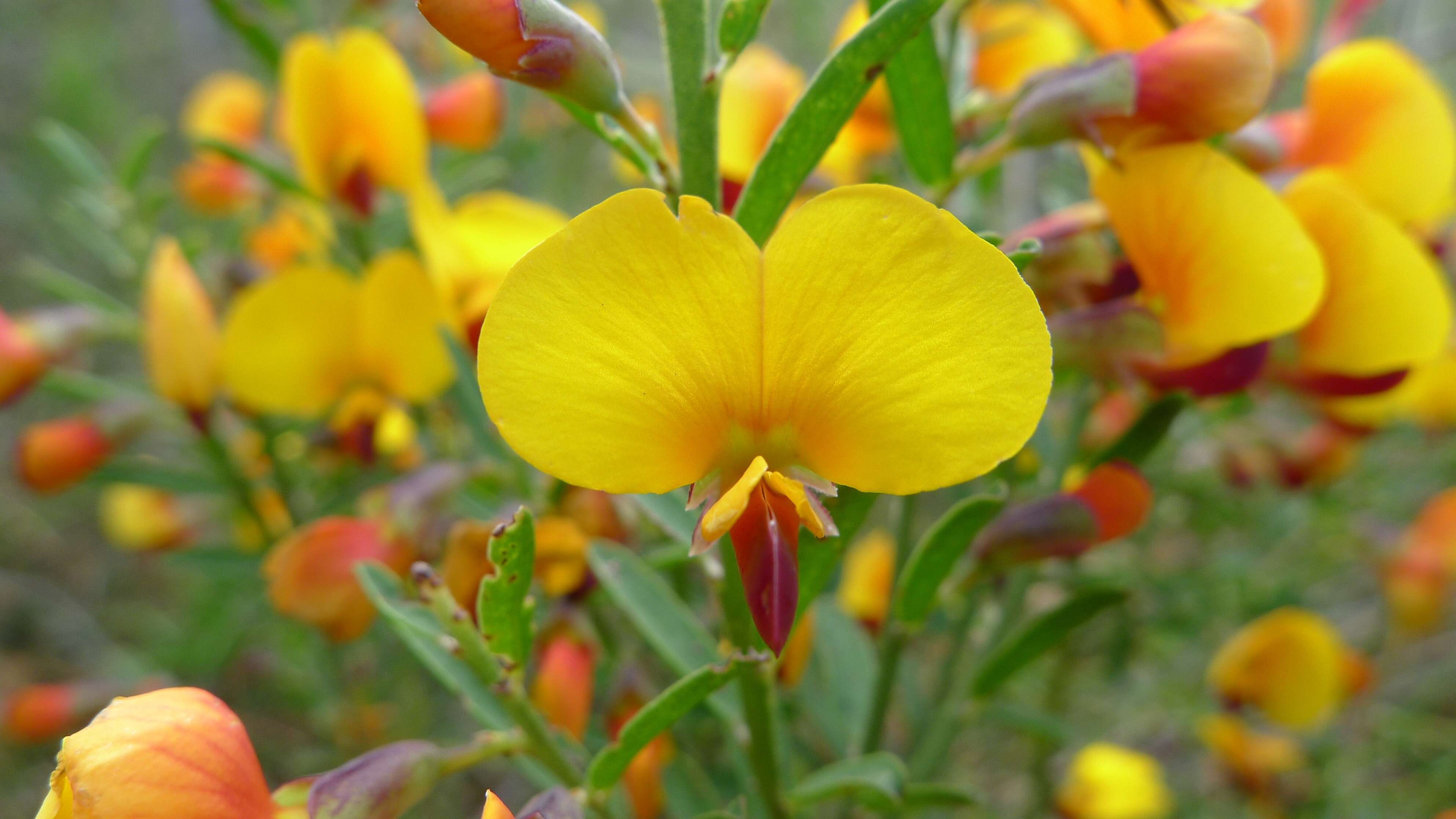 Sivun Bossiaea heterophylla Vent. kuva