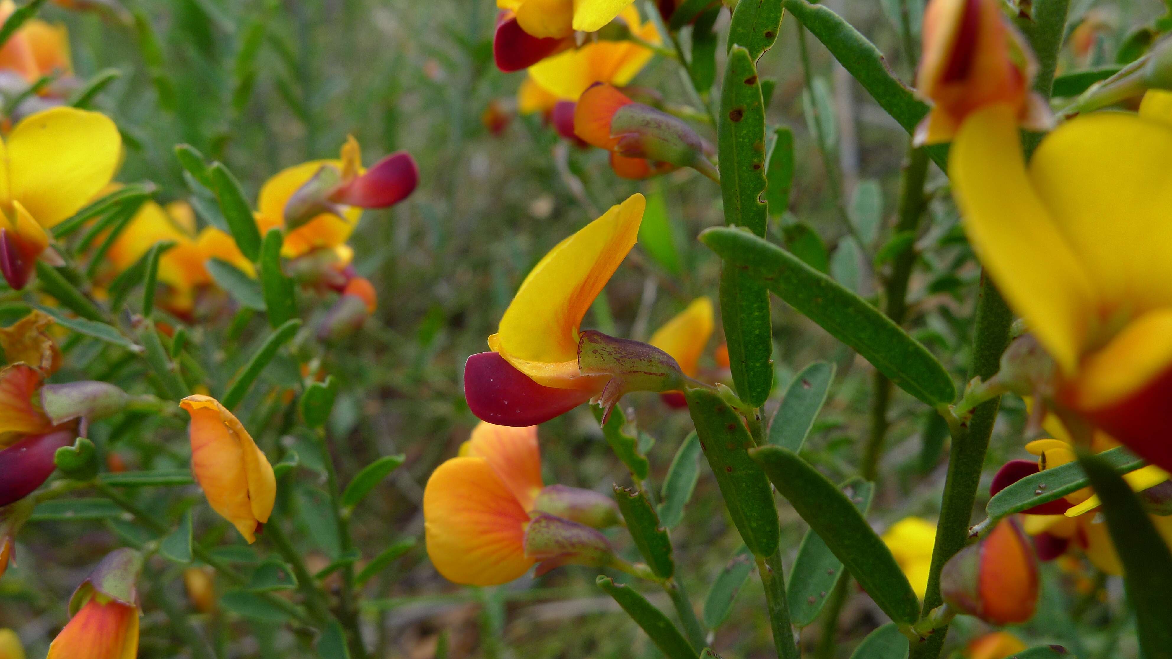 Sivun Bossiaea heterophylla Vent. kuva