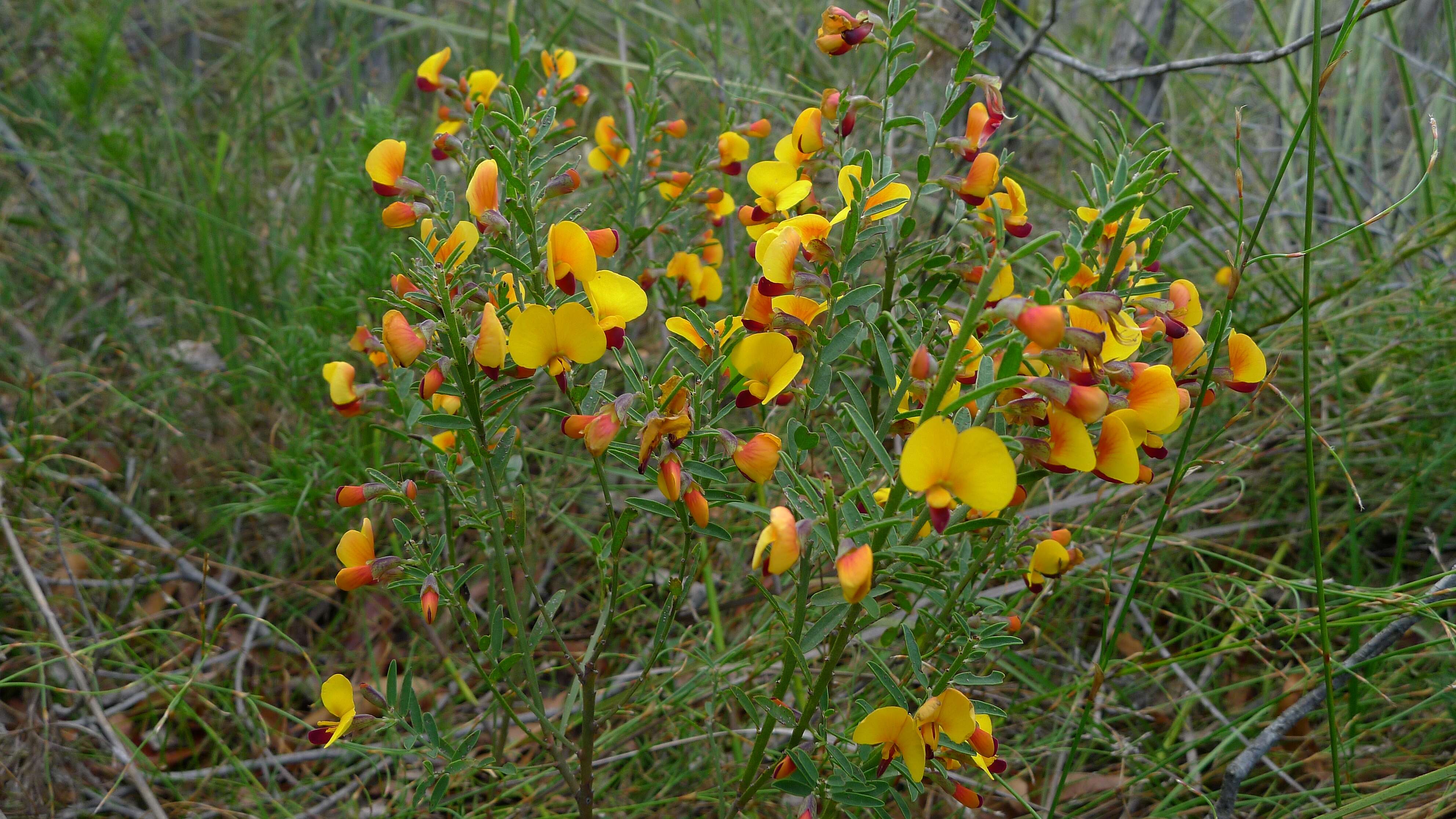 Sivun Bossiaea heterophylla Vent. kuva