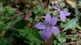 Image de Pseuderanthemum variabile (R. Br.) Radlk.