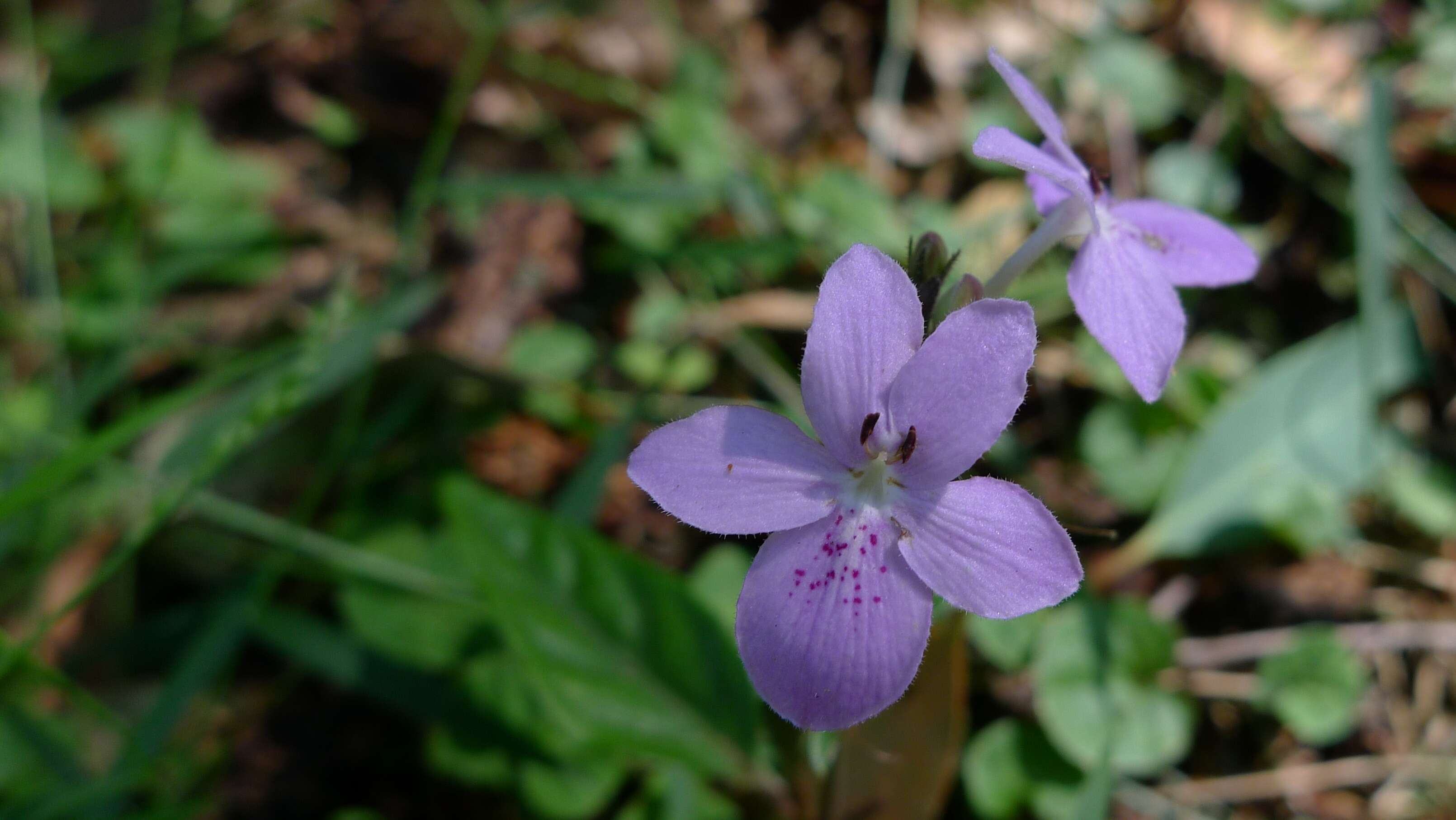 Pseuderanthemum variabile (R. Br.) Radlk. resmi