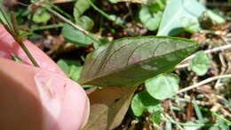 Pseuderanthemum variabile (R. Br.) Radlk. resmi