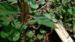 Pseuderanthemum variabile (R. Br.) Radlk. resmi