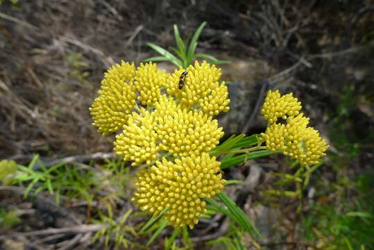 صورة Cassinia aureonitens