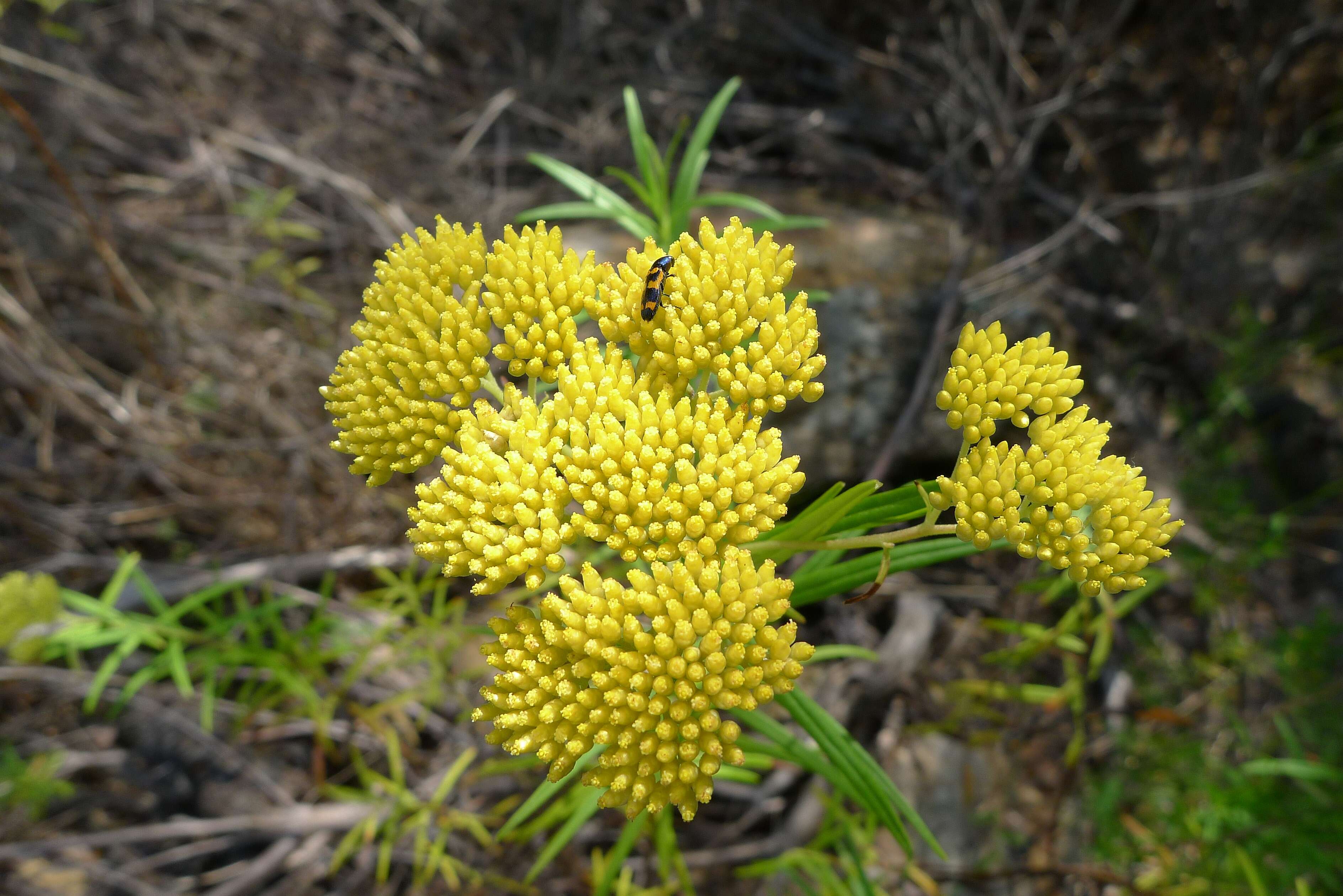 Cassinia aureonitens resmi