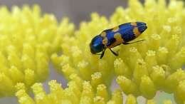 Cassinia aureonitens resmi