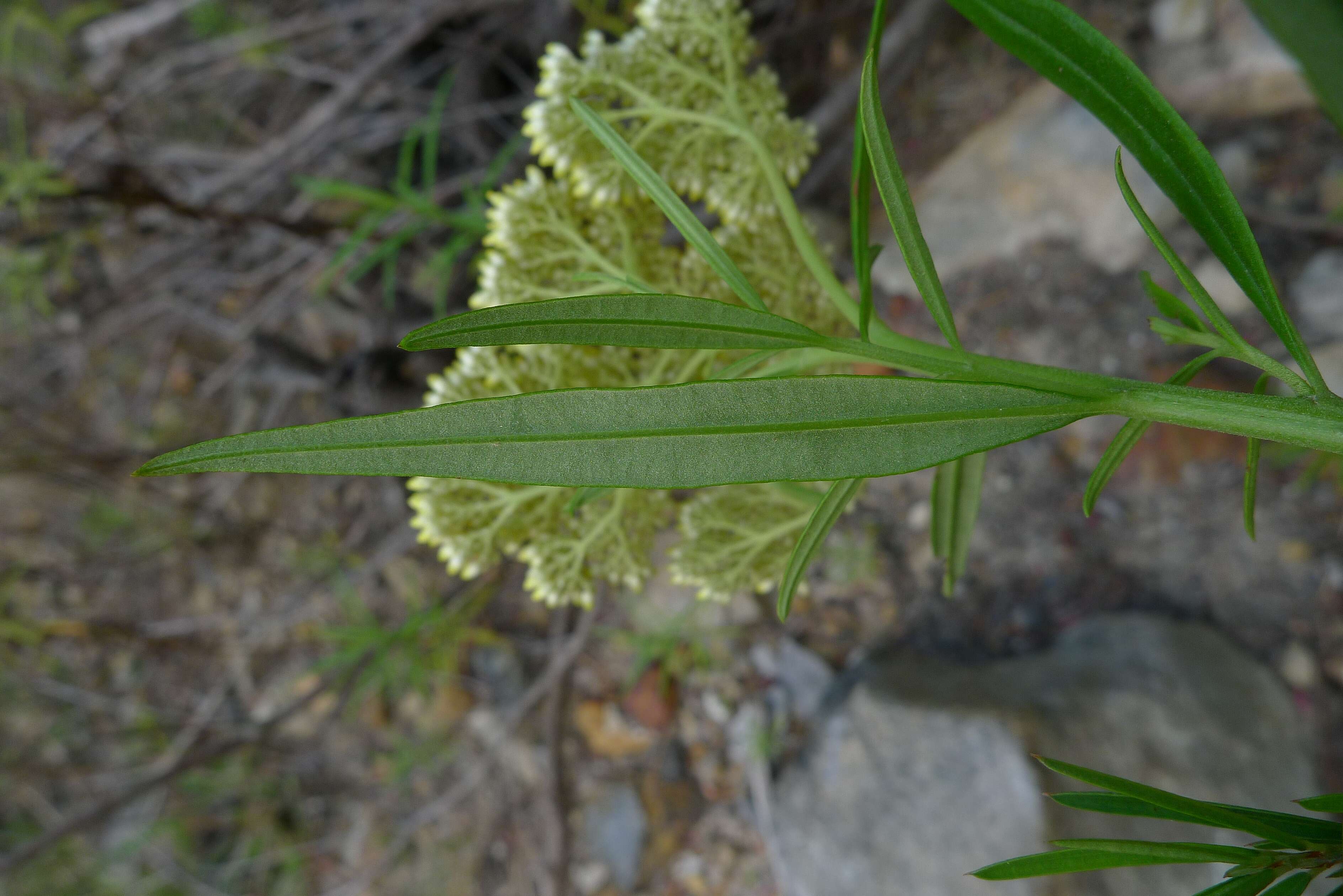 Cassinia aureonitens resmi