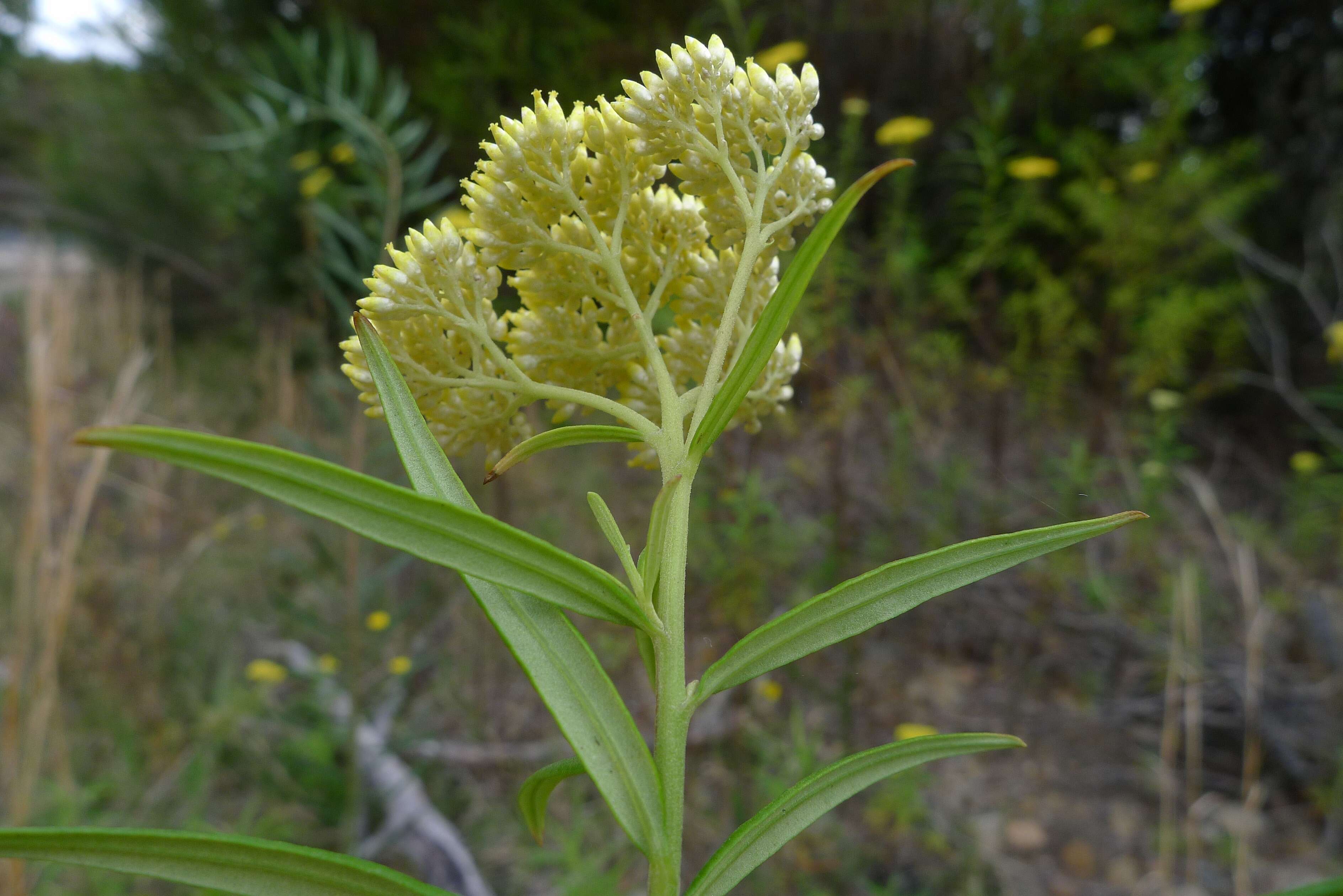 Plancia ëd Cassinia aureonitens