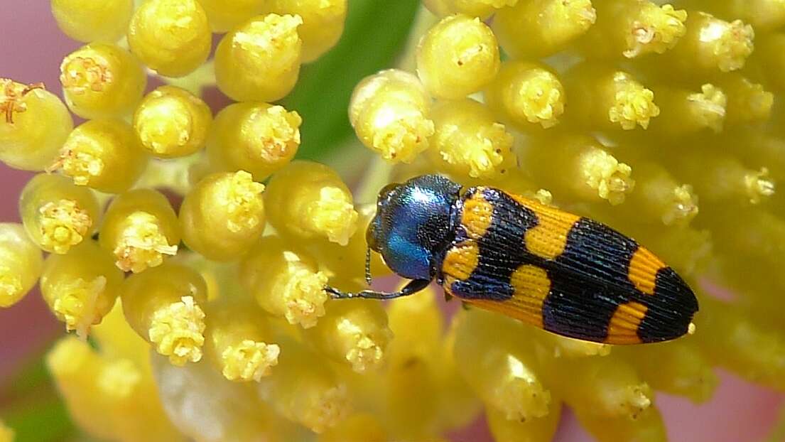 Plancia ëd Cassinia aureonitens