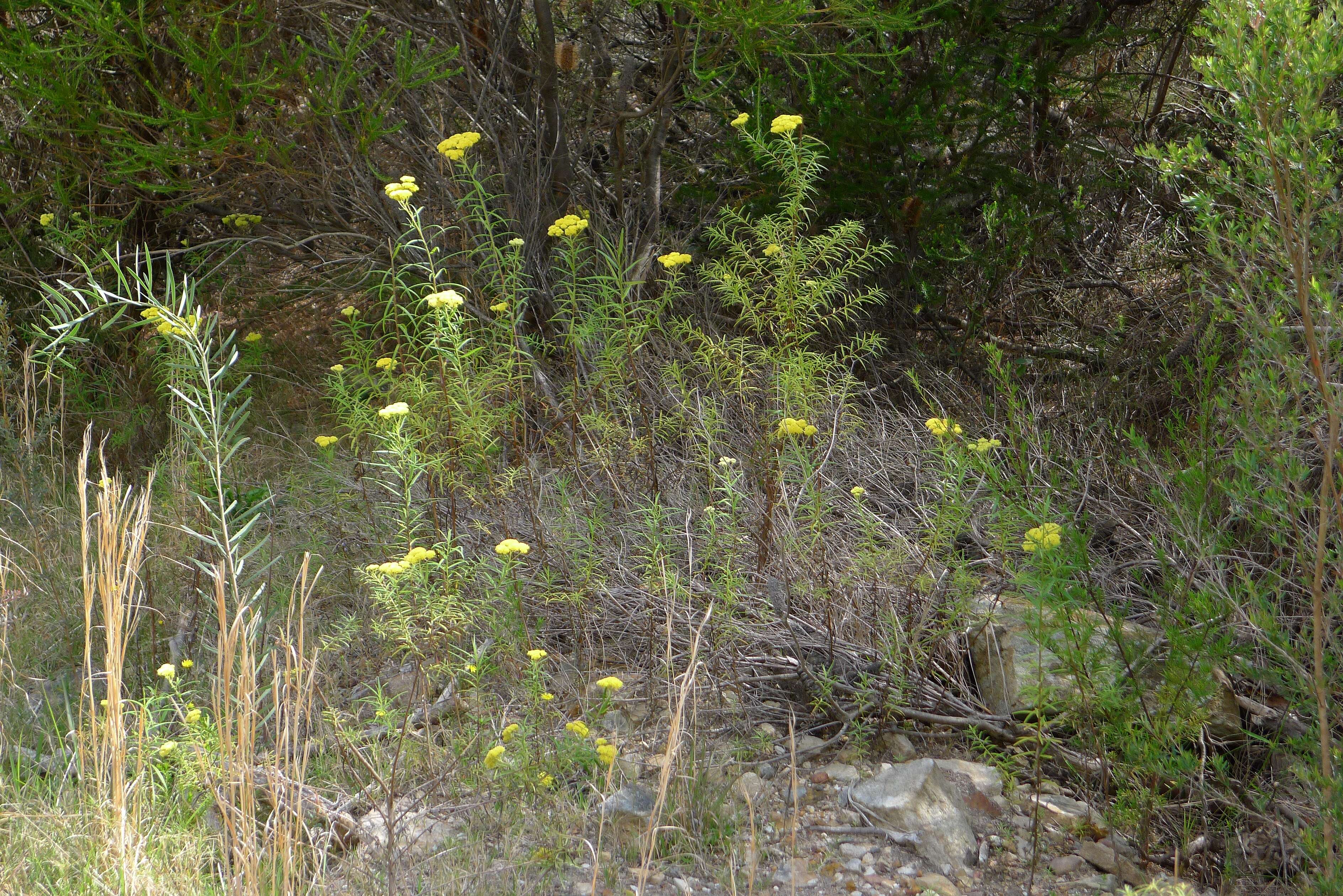 Plancia ëd Cassinia aureonitens