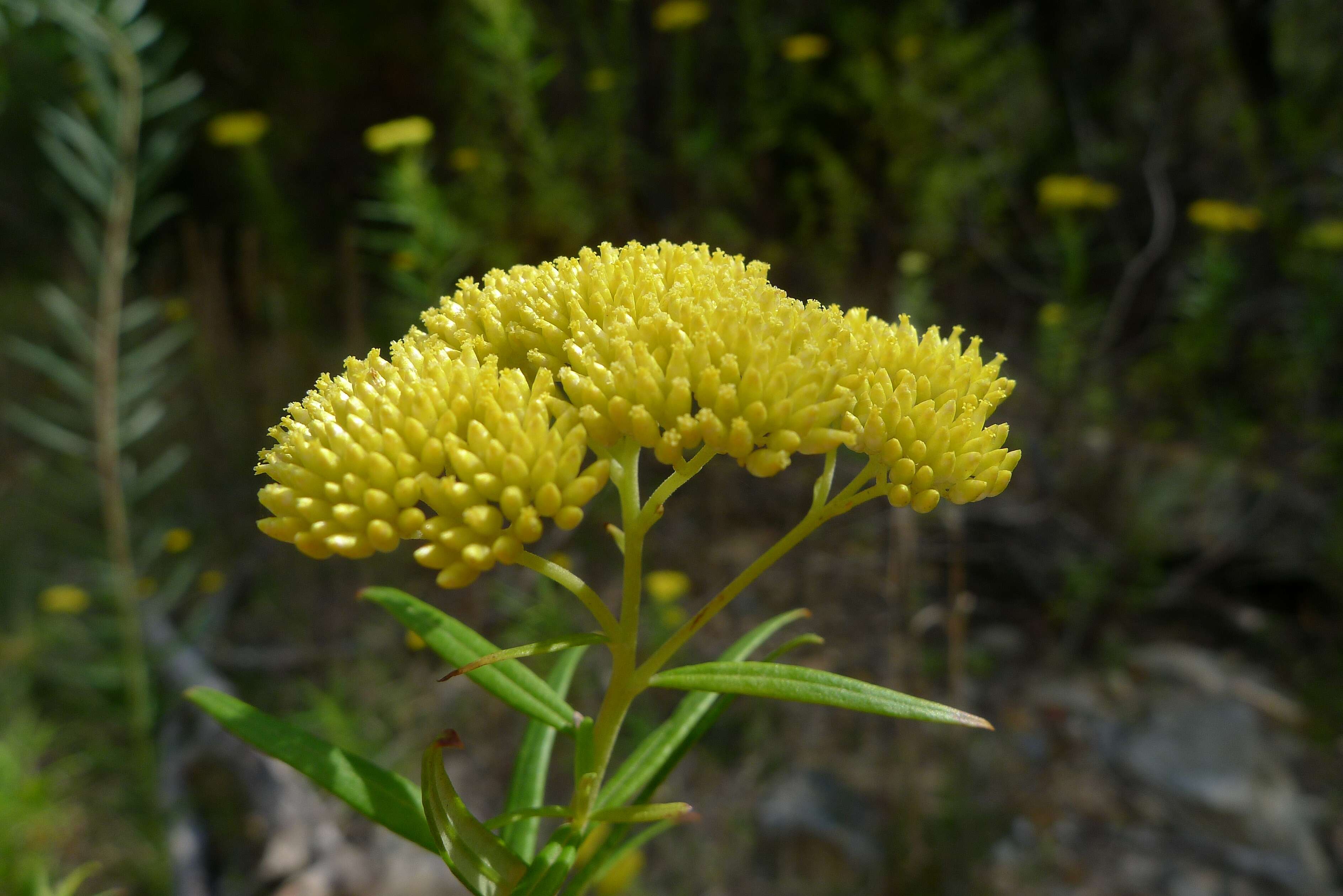 Cassinia aureonitens resmi