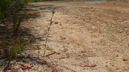 Image of Dampiera stricta (Smith) R. Br.