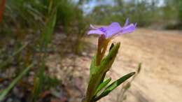 Image of Dampiera stricta (Smith) R. Br.