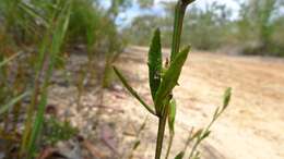 Image of Dampiera stricta (Smith) R. Br.