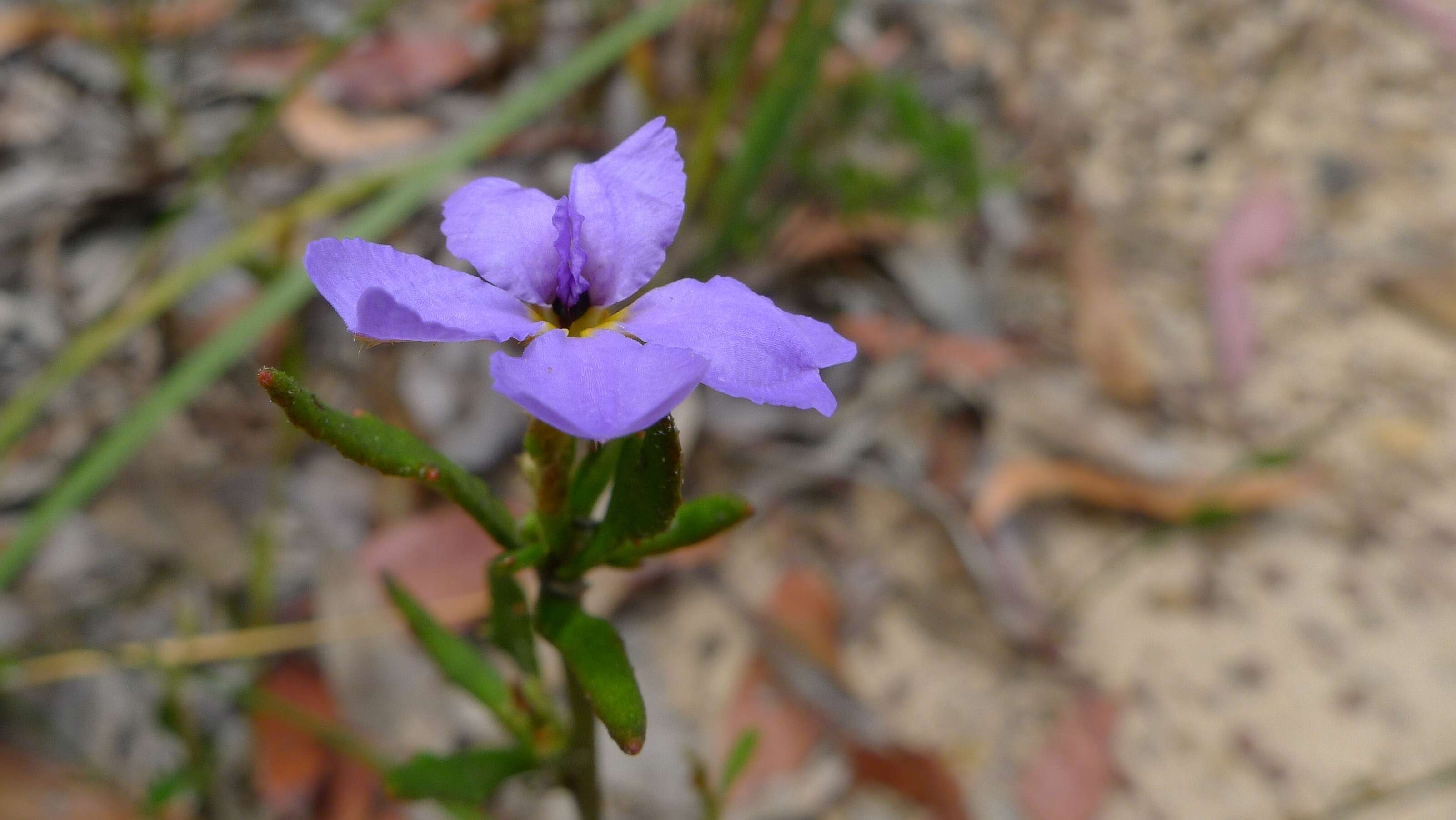 Image of Dampiera stricta (Smith) R. Br.