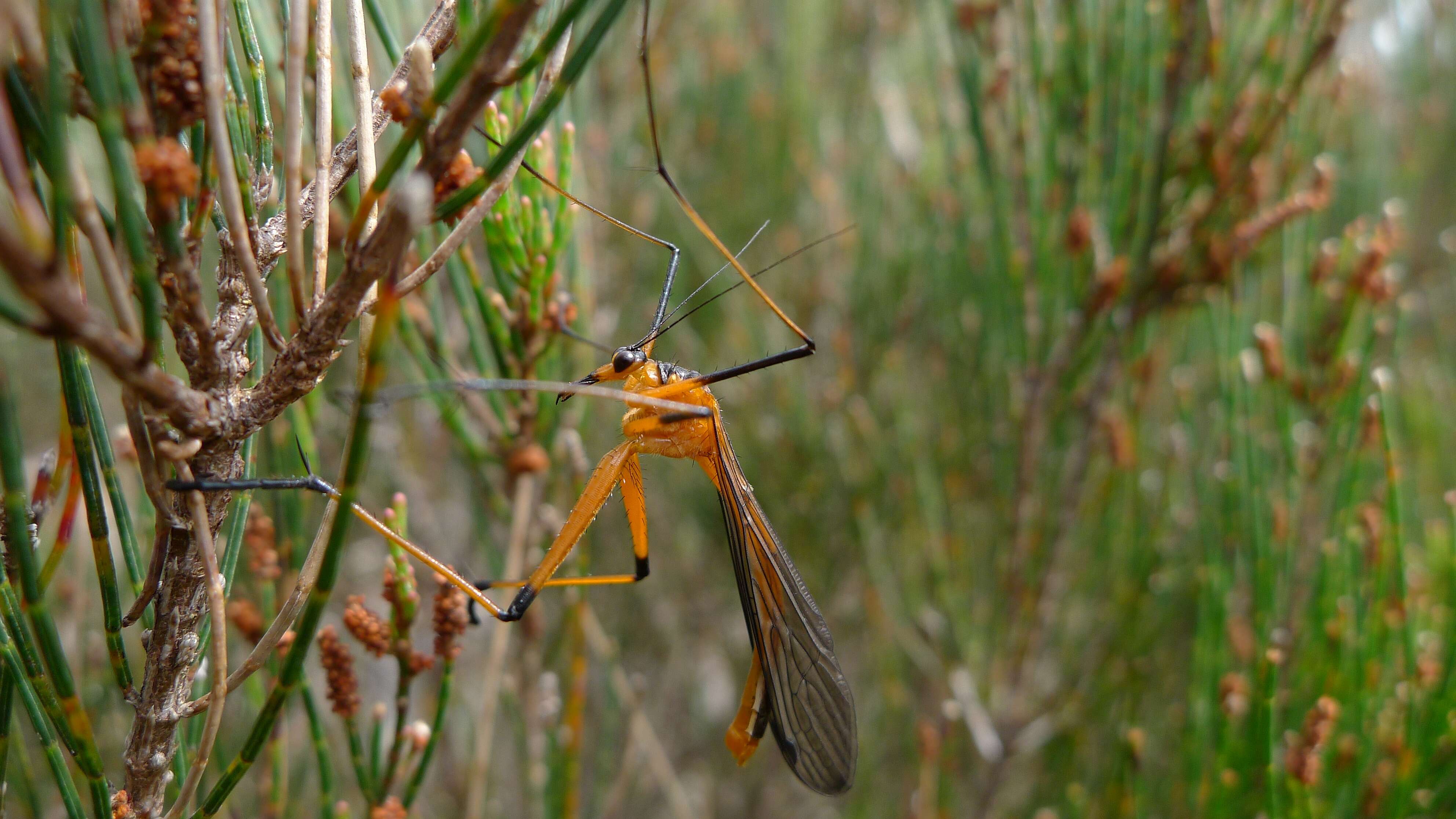 Image of Harpobittacus australis (Klug 1838)