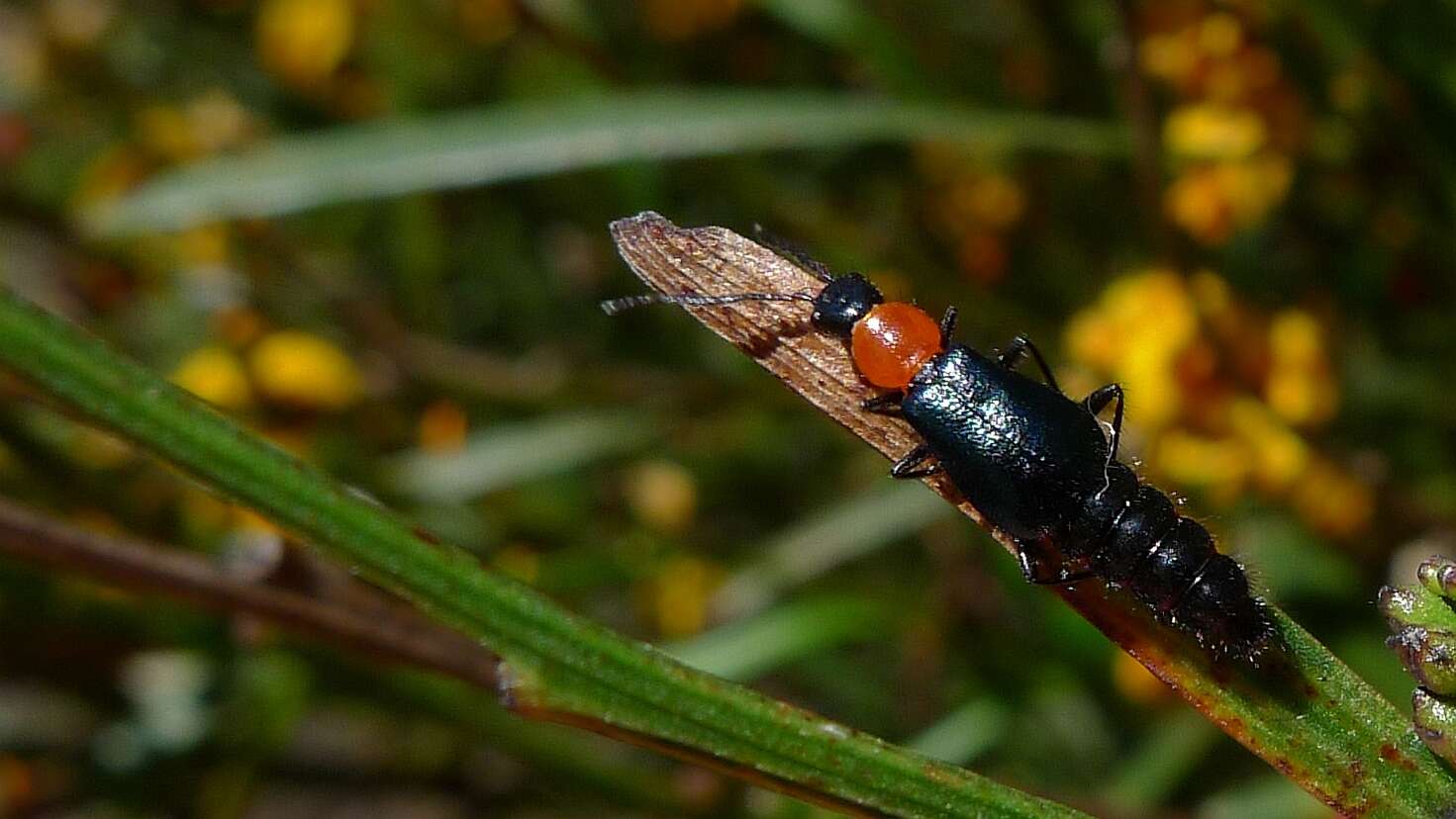 Слика од Carphurus