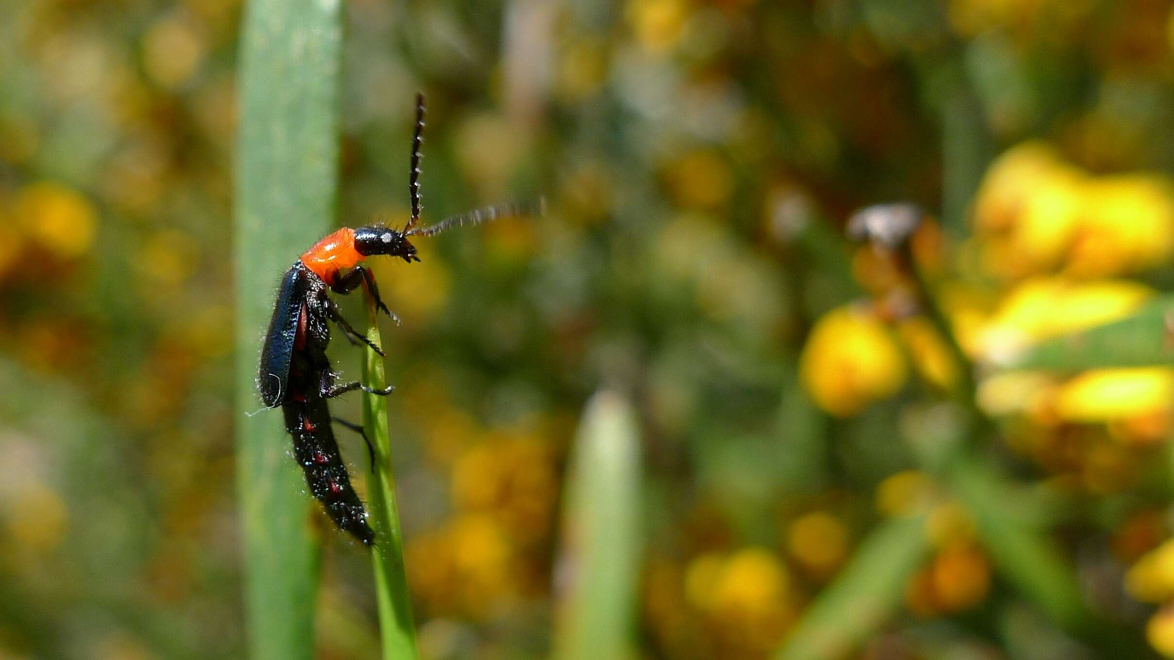 Слика од Carphurus