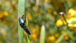 Слика од Carphurus