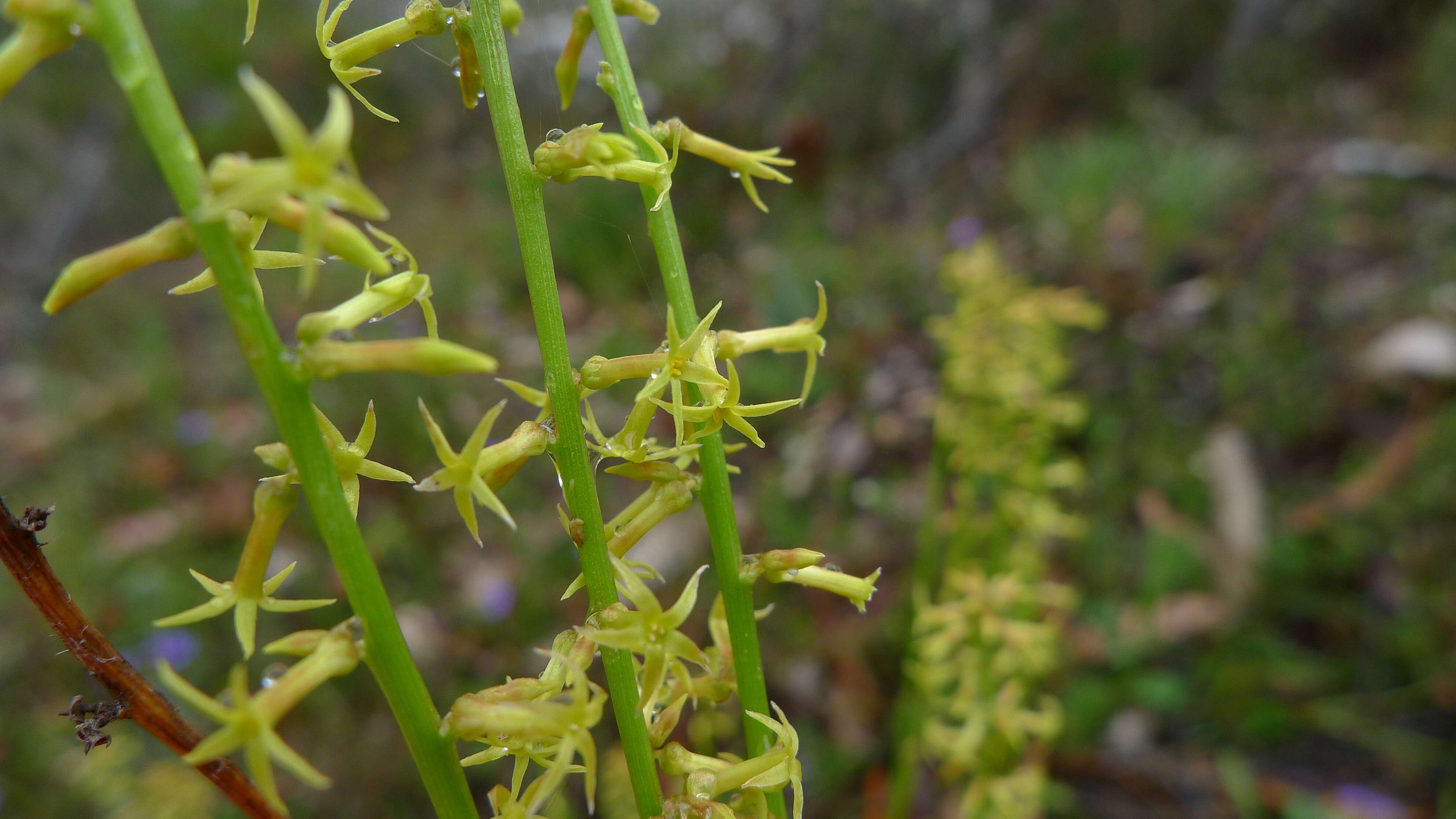 Image of Stackhousia viminea Sm.