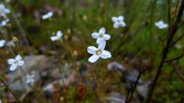 Plancia ëd Mitrasacme polymorpha R. Br.